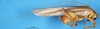 CollectionObject 1507151; 53ea6541-aeff-4d23-bff0-2cc50567b7df: male, lateral view. (CollectionObject).