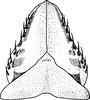 Subgenital plate: !! display not done !! on Paraphlepsius (Strephonius) tigrinus (Ball, 1909): Subgenital plate. (Observation).