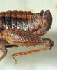 CollectionObject 1498695; 92395aed-5f50-4158-9292-b1a470e0c917: male abdomen tip, lateral view. (CollectionObject).