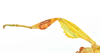 CollectionObject 1586492; a11ce751-1a35-4166-8f71-8d0370152ba4: copyright IMQC. male, foreleg, dorsal view (paratype). (CollectionObject).;CollectionObject 1586493; 98faf60d-f949-44d6-9e44-92137cf217cb: copyright IMQC. male, foreleg, dorsal view (paratype). (CollectionObject).;CollectionObject 1586494; 1f5c5ba6-04ff-465b-82b6-02495b8db84f: copyright IMQC. male, foreleg, dorsal view (paratype). (CollectionObject).