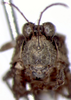 CollectionObject 1520881; 84a8a4e9-e20f-41d8-93f7-7661743aacd9: male, frontal view (holotype of Probolotettix kevani). (CollectionObject).