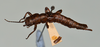 CollectionObject 1562883; 07a05f10-9ddd-49bc-b48d-3ab79eddfc10: copyright USNM, Washington. (CollectionObject).