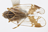 Habitus, dorsal view: (Observation).