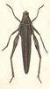 Ommexecha macropterum Blanchard, 1836: Plate XXI, 3. male. (Otu).