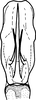 Aedeagus, ventral view on Drabescus ogumae Matsumura, 1912: Aedeagus, ventral view. (Observation).