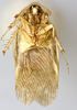 CollectionObject 1567085; 17d153a1-bdc8-4a98-b83e-a7c30b0f891e: Photo by Heidi Hopkins. Holotype, ventral habitus. (CollectionObject).