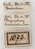 CollectionObject 1566797; NMW 1073, c3a23db4-5112-49b3-aa4f-af26898c2105: labels. (CollectionObject).