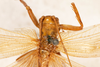 CollectionObject 1474980; e7c48550-8a08-4156-be09-8b3b23a7a429: female, dorsal view (holotype). (CollectionObject).