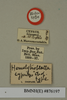 Hemelytroblatta cypria Chopard, 1929: Copyright Natural History Museum, London. Labels from holotype (adult male) in BM(NH). (Otu).
