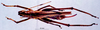 CollectionObject 1503300; MBBJ 3224944, 99c6e730-2d58-46ee-9245-ede2f8ca2371: female, dorsal view. (CollectionObject).