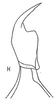 Stylus: !! display not done !! on Chlorotettix (Chlorotettix) nimbuliferus (Berg, 1884): Stylus. (Observation).