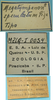 CollectionObject 1542786; DEES #10054, 279e0255-d7ff-4135-a200-5504624c8644: male, labels (holotype). (CollectionObject).