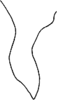 Anal tube processes on Dialecticopteryx (Dialecticopteryx) australica Kirkaldy, 1907: Anal tube. (Observation).