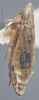 Habitus, lateral view on Diplocolenus (Diplocolenus) brevior Ross & Hamilton, 1970: Lateral. (Observation).