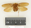 CollectionObject 1573042; 632d8051-67d1-430a-9915-2f181fc9cb36: Copyright Natural History Museum, London. Non-type (adult male) in BM(NH). Ventral view. (CollectionObject).
