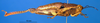 CollectionObject 1521450; c3568e87-82ae-4cf2-a711-a63a09d8f260: female, lateral view (allotype). (CollectionObject).