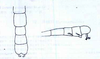 CollectionObject 1591690; 0f7774a0-6e28-49ce-8dd2-451dc44c7dc8: from original description. male of synonym Nanhuaphasma hamicercum, end of abdomen (holotype). (CollectionObject).;Dajaca hamicercum (Chen & He, 2002): from original description. male of synonym Nanhuaphasma hamicercum, end of abdomen. (Otu).