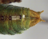 CollectionObject 1504238; 4de84338-24e3-4165-931c-9356868816b3: male cerci (holotype). (CollectionObject).