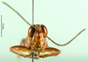 CollectionObject 1501216; 076973ea-f80d-4fe5-8576-9417b7a455d5, DORSA BA000883S01: male, frontal view (holotype). (CollectionObject).