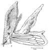 Habitus, lateral view on Cladonota (Lobocladisca) livida (Buckton, 1901): (Observation).
