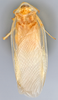 CollectionObject 1569234; f15244e7-d235-4012-9df6-de9358166dbf: Photo by Heidi Hopkins. Holotype, adult male, dorsal habitus. (CollectionObject).
