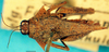 CollectionObject 1505094; 72783f1b-ccc0-4407-8381-194d44257f55: male, dorsal view. (CollectionObject).
