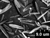 Brochosomes: !! display not done !! on Oncometopia (Oncometopia) orbona (Fabricius, 1798): OM155 | U.S.A., Illinois, Piatt Co., Lodge Park | 6/18/1974 | M. B. Farris | INHS. (Observation).