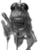 CollectionObject 1521535; 170d5835-8b55-444b-85bd-0597201d8caf: Image Carbonell, C.S. female frons (syntype or paratype of Ommatolampis peruviana). (CollectionObject).