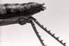 CollectionObject 1506903; 57c2d33c-816e-44e9-abe7-8831706c408e: Image C.S. Carbonell. female abdomen end, lateral view (holotype). (CollectionObject).