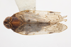 Habitus, dorsal view: (Observation).