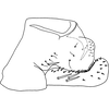 Pygofer, lateral view on Anufrievia plana Yang & Zhang, 2018: Pygofer, lateral view. (Observation).