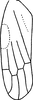 Forewing: Forewing (A. irregularis Dwor.). (Observation).