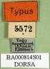 CollectionObject 1500296; 7ac2eda7-8540-414b-84ca-3b557d10083f, MfN BA000814S01: labels (syntype). (CollectionObject).