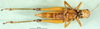 CollectionObject 1501324; 916d5389-3174-4738-a48b-691346c7a30f: female, lateral view (holotype. (CollectionObject).