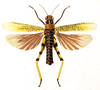 Diponthus argentinus Pictet & Saussure, 1887: Pl. 13, Fig. 1. male "Criquet mélangé" (body length 34 mm [15 lignes] ). (Otu).