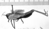 CollectionObject 1505683; 33290994-cfcd-4105-83f2-5ae29d325208: Image Carbonell, C.S. male, lateral view (lectotype). (CollectionObject).