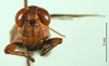 CollectionObject 1501543; 7f001796-020f-4661-bc3b-b3fb5d66640d, DORSA BA000164S01: male, frontal view (holotype). (CollectionObject).