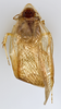 CollectionObject 1569222; 3f4c4d0f-ec4a-4c4c-a14c-4d4bb7178c01: Photo by Heidi Hopkins. Holotype, adult male, dorsal habitus. (CollectionObject).