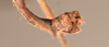 CollectionObject 1558284; 9fc7ed33-3550-471f-8e14-9c3838d7ce4c: copyright OUMNH. male: end of abdomen, lateral view (syntype). (CollectionObject).;CollectionObject 1558285; ad47c116-5c57-4e7d-af86-1e2d66166cd2: copyright OUMNH. male: end of abdomen, lateral view (syntype). (CollectionObject).