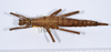 CollectionObject 1558667; 4c1283d3-5c69-48f0-907c-0a26541edf56: copyright ANSP. female, dorsal view (paratype). (CollectionObject).;CollectionObject 1558668; 53b5e2cf-faaf-4cbc-9668-7322266d8aa3: copyright ANSP. female, dorsal view (paratype). (CollectionObject).