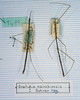 CollectionObject 1558026; 12ae974a-f8f8-4eca-9ada-ca677f9a05f9: copyright MNHN, Paris. male (holotype). (CollectionObject).