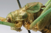 CollectionObject 1517322; fb797d37-a114-4504-b359-358000f9dd2b: male head, pronotum and tegmina, lateral view (holotype). (CollectionObject).