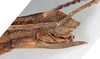 CollectionObject 1556949; NMW 75, afd5275d-2eac-4af4-8981-35733d0678a6: copyright NMW. female: end of abdomen, lateral view (holotype). (CollectionObject).