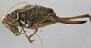 CollectionObject 1539770; 68016413-708a-4add-a030-55150933854f: female habitus, lateral view (holotype). (CollectionObject).