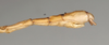 CollectionObject 1561842; NMW 1020, ebb6a19d-0dcf-49cf-b693-9752661dbd6c: copyright NMW, Vienna. male: end f abdomen, lateral view (holotype). (CollectionObject).
