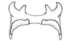 Atrachelacris olivaceus (Bruner, 1911): Fig. 3F. epiphallus, dorsal view (Argentina, Córdoba). (Otu).