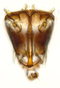 Subgenital plate: (Observation).