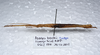 CollectionObject 1575938; f777f4dc-280f-447d-aeaa-34f30941be0a: copyright ZRC, Singapore. female, lateral view (paratype). (CollectionObject).