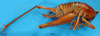 CollectionObject 1502587; b81d3195-04ad-4d4a-8c9a-3b704ee49de5: female, lateral view (syntype). (CollectionObject).