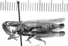 CollectionObject 1567235; 2b697d51-04cd-44aa-bde0-5bc02fe17ba7: female, lateral view (allotype). (CollectionObject).